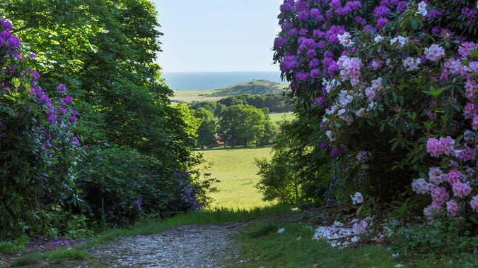 A hilltop view to the sea with blloming rhododendrons either side of the path